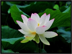 Lotosu, Biay, Kwiat